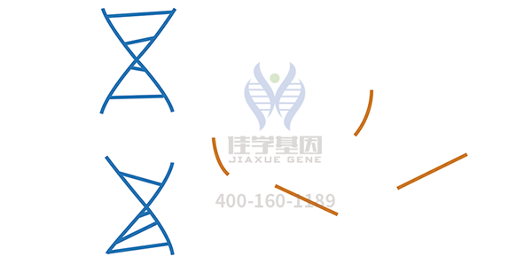 <b>【巅峰国际基因检测</b>